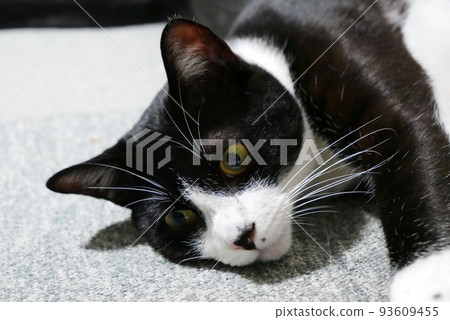 cat lying on the carpet 93609455