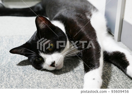 cat lying on the carpet cat lying on the carpet 93609456