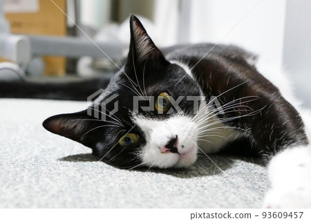 cat lying on the carpet 93609457