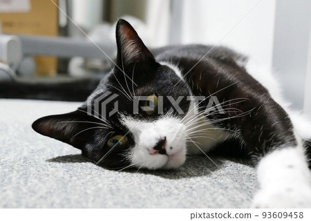 cat lying on the carpet cat lying on the carpet 93609458