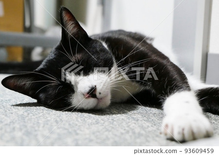 躺在地毯上的貓 93609459