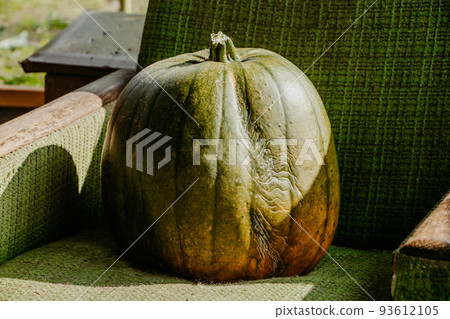 Autumn harvest of pumpkins. Preparing for Halloween and Thanksgiving. Autumn harvest of pumpkins. Preparing for Halloween and Thanksgiving. 93612105