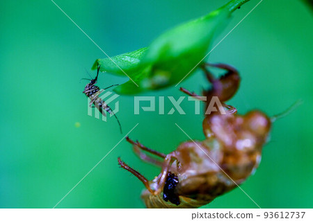 Cicada shell and bush mosquito Cicada shell and bush mosquito 93612737