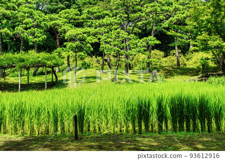 東京小石川後樂園稻田 東京小石川後樂園稻田 93612916