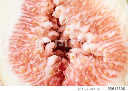 Fig cross section Fig cross section 93613808