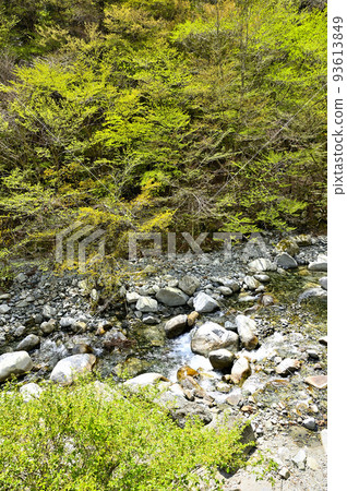 河內川西丹澤白石澤的清新綠地 河內川西丹澤白石澤的清新綠地 93613849