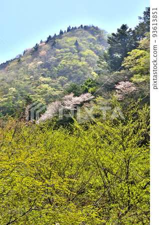 眺望屋山新綠的西丹澤 93613851