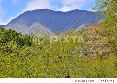 Nishitanzawa Forest in spring and Mt. Omuro in the shade Nishitanzawa Forest in spring and Mt. Omuro in the shade 93613864
