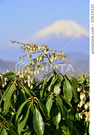 俯瞰大室山和富士山的丹澤丹澤本山脊 93614320