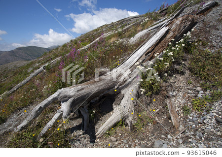 Wildflowers and dead trees on mountaintops 93615046