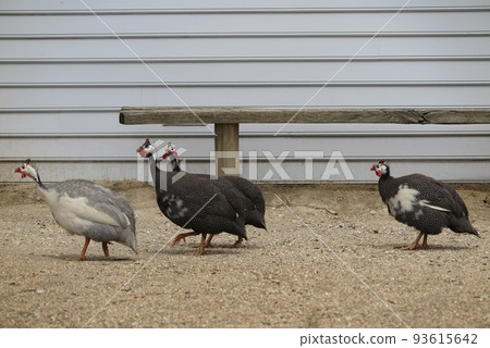poultry species guineafowl 93615642