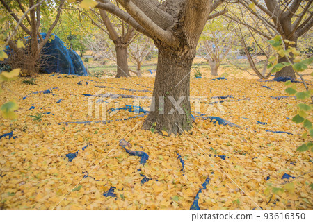Sobue Ginkgo Trees 93616350