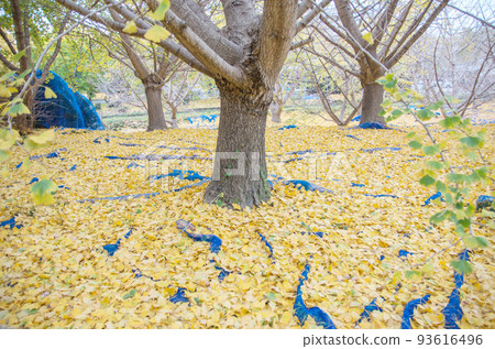 Sobue Ginkgo Trees Sobue Ginkgo Trees 93616496