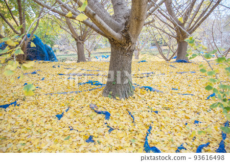 Sobue Ginkgo Trees Sobue Ginkgo Trees 93616498