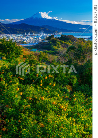 Shimizu Port and Mt. Fuji from the mandarin field Shimizu Port and Mt. Fuji from the mandarin field 93617393