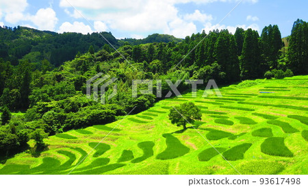 千枚田,夏天稻稈生長,陰影清晰可見 千枚田,夏天稻稈生長,陰影清晰可見 93617498