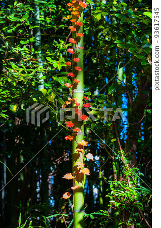 Autumn leaves ivy entwined with bamboo Autumn leaves ivy entwined with bamboo 93617545