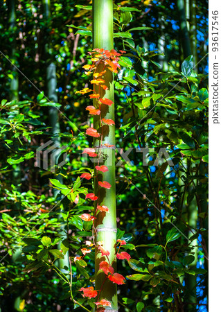 Autumn leaves ivy entwined with bamboo Autumn leaves ivy entwined with bamboo 93617546