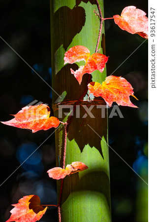 Autumn leaves ivy entwined with bamboo Autumn leaves ivy entwined with bamboo 93617547