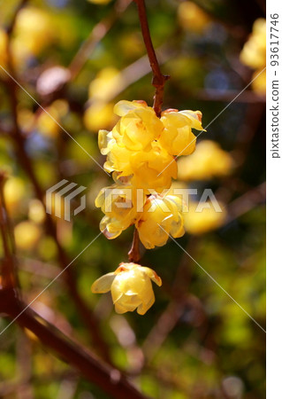 梅花在陽光下閃閃發光 梅花在陽光下閃閃發光 93617746