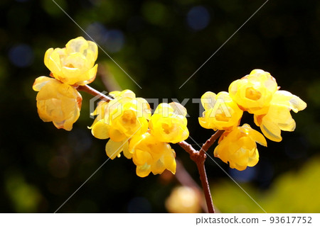 Wintersweet flowers glittering in the sunlight 93617752