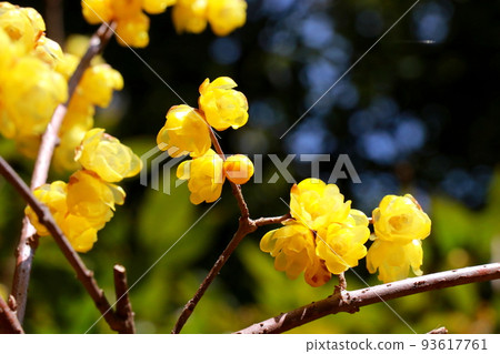 Flower of Rhubai in full bloom Flower of Rhubai in full bloom 93617761