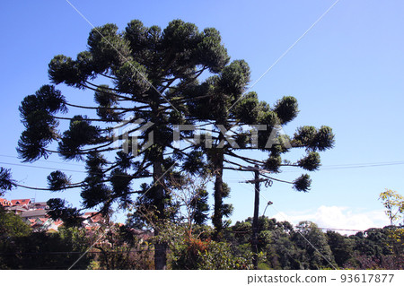 巴拉那松樹和藍天巴西 93617877