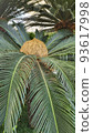 tree male and female 93617998