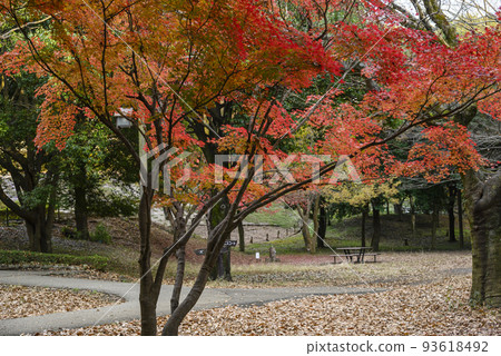 大和親友之森公園的紅葉 93618492