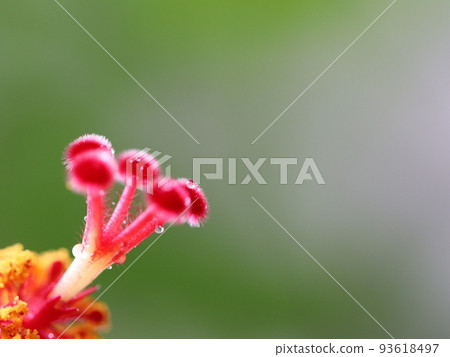 《花芯》芙蓉花芯 93618497