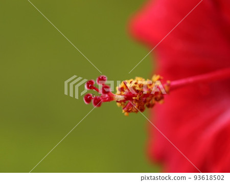 《花芯》芙蓉花芯 93618502