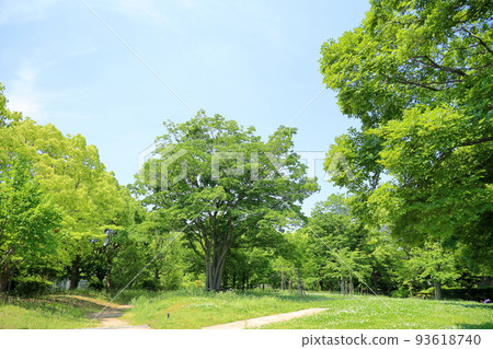 Fresh green miscellaneous trees 93618740