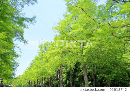 Fresh green bald cypress leaves 93618742