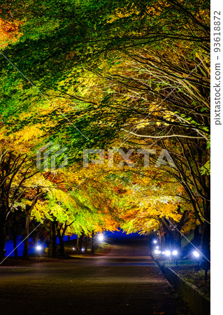Autumn leaves of Momiji lake in Minowa town (light up) 93618872