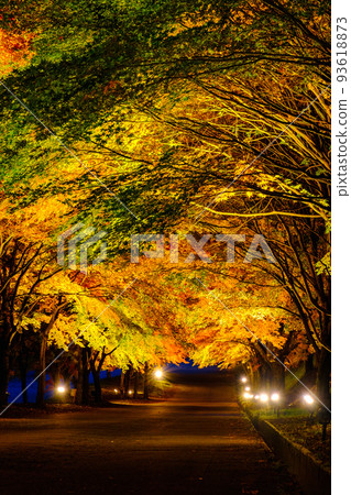 Autumn leaves of Momiji lake in Minowa town (light up) 93618873