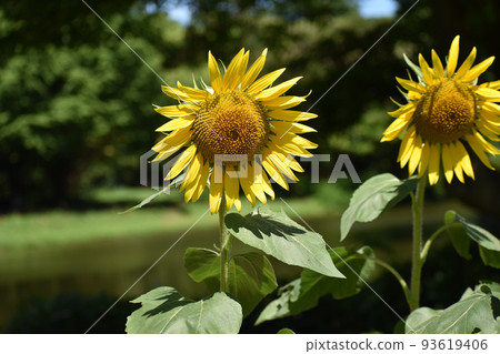 盛夏的向日葵田 93619406