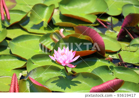 Water lilies 93619417