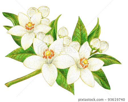 白柑花彩色鉛筆劃一點 93619740