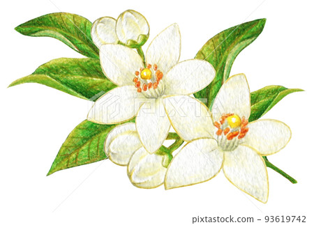白柑花彩色鉛筆劃一點 白柑花彩色鉛筆劃一點 93619742