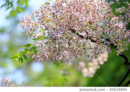 Sendan Flower 93619804