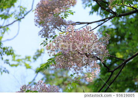 Sendan Flower Sendan Flower 93619805