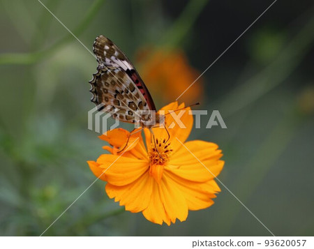 《秦野市水無川》吸金盞花花蜜的黑貝母 93620057