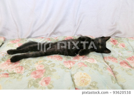 Black cat kitten about 2 months old, protected cat baby, stray cat 93620538