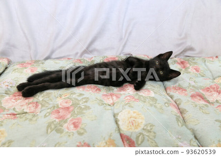 Black cat kitten about 2 months old, protected cat baby, stray cat Black cat kitten about 2 months old, protected cat baby, stray cat 93620539