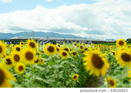 The Tokaido Shinkansen N700A passing by the Ogaki sunflower field. 93620825