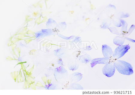 漂浮在水中的飛燕草花的圖像 93621715