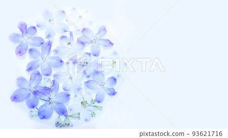 飛燕草花漂浮在水中的圖像 93621716