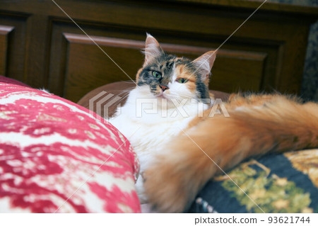 A cute calico girl with a voluminous long-haired tail like a fox 93621744