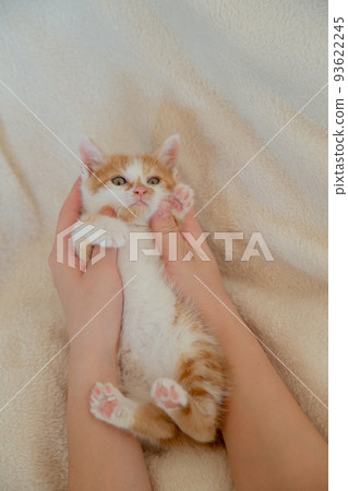 A kitten 93622245