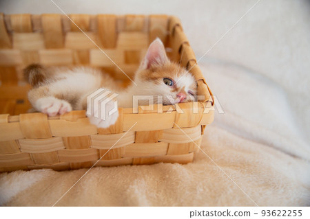 A kitten 93622255